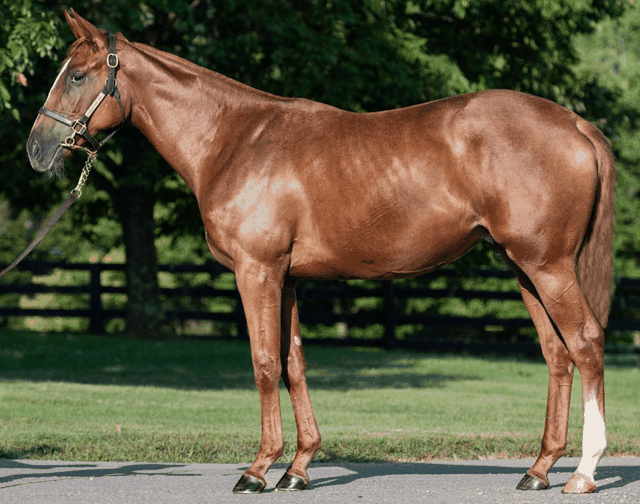 Animation montrant l'analyse de l'angle de l'épaule d'un yearling par Hippik